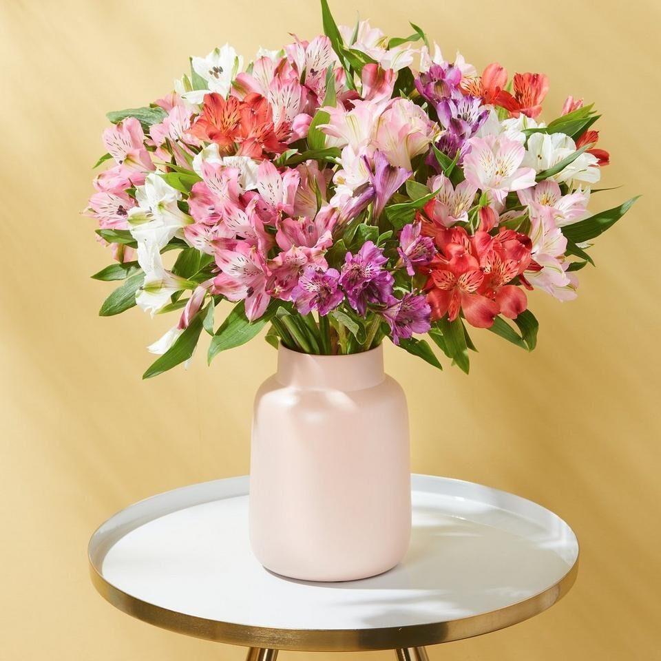 Amazing Alstroemeria