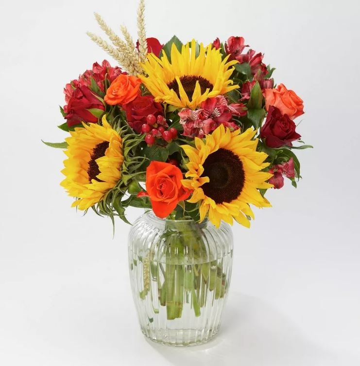 CHEERFUL ORANGE ROSE PLANT