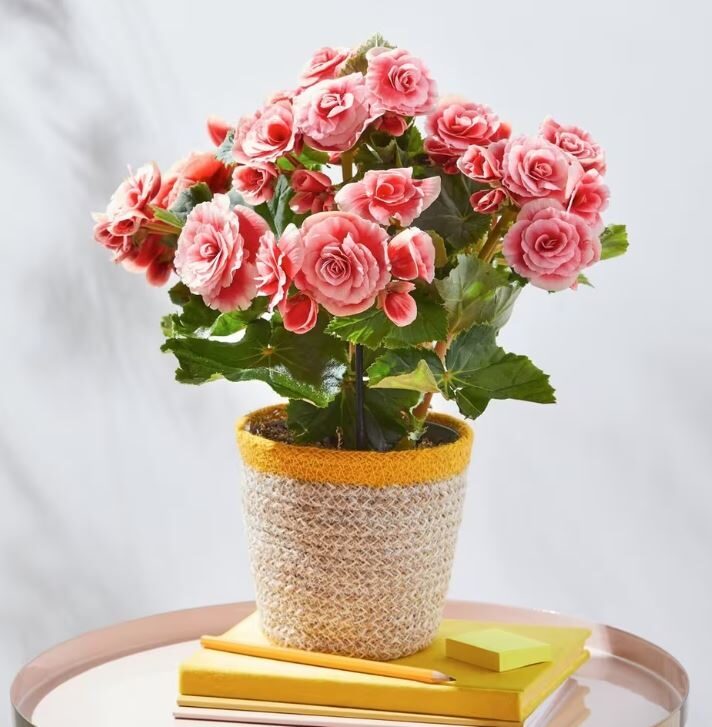Beautiful Begonia Basket