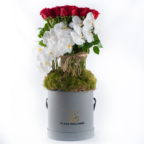 Stylish Roses