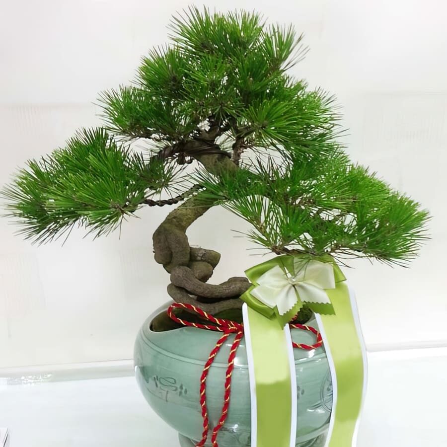 Plant-Pine Tree (Standard(S) )