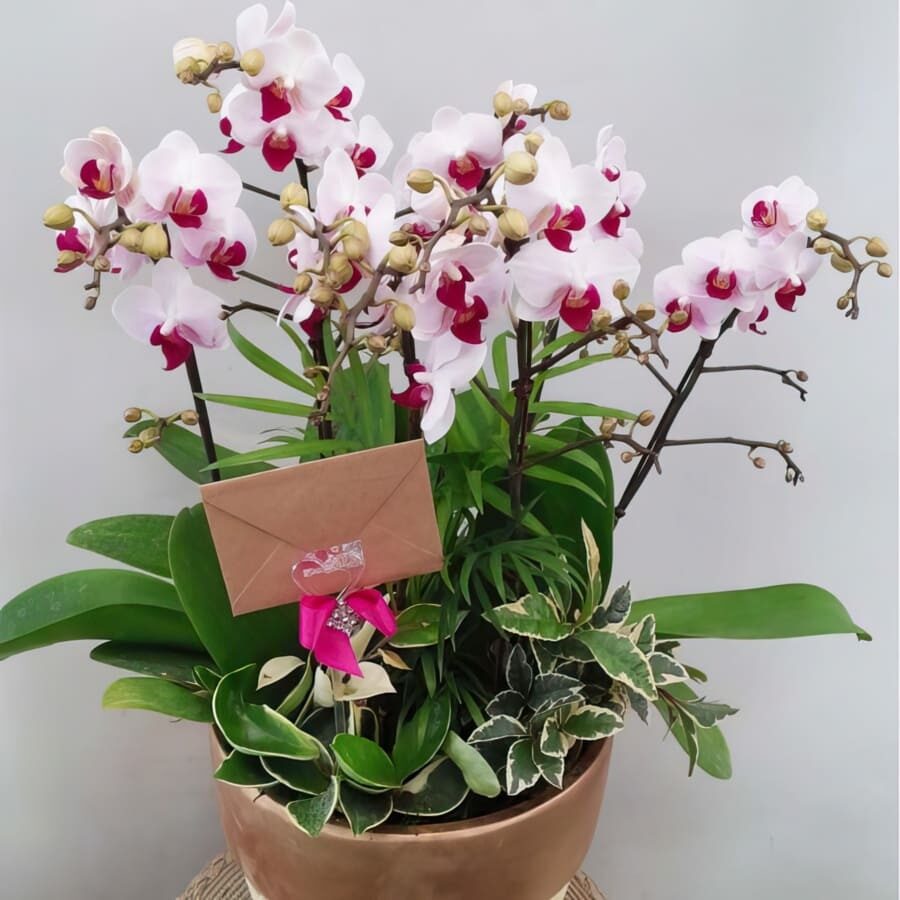 Moth Orchid (Standard(S) )