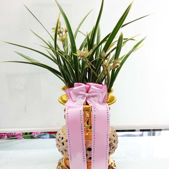 Orchid-Whangyonggum