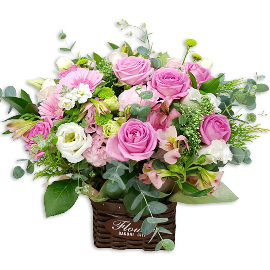Sweety (Standard(S))