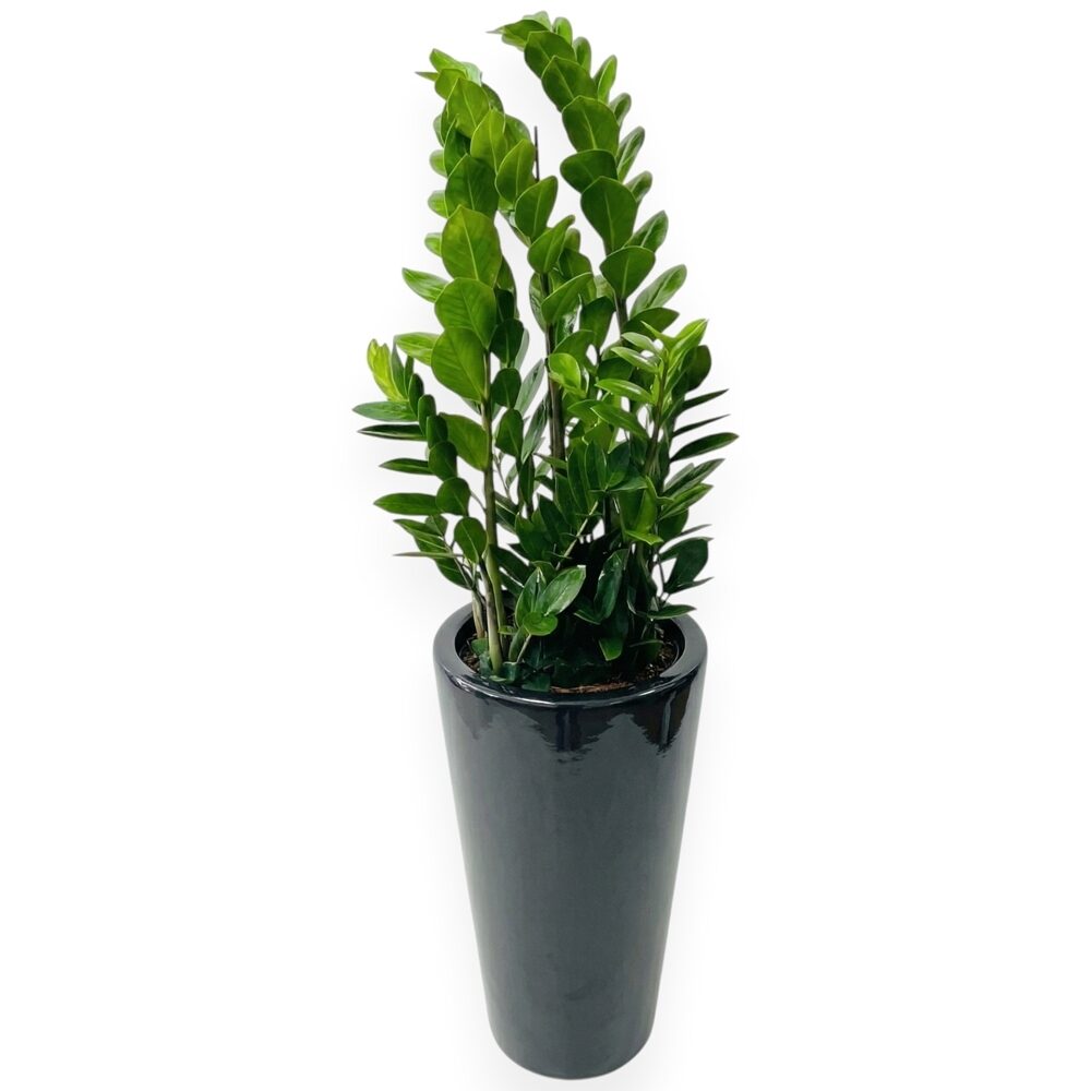 ZZ plant (Standard(S) )