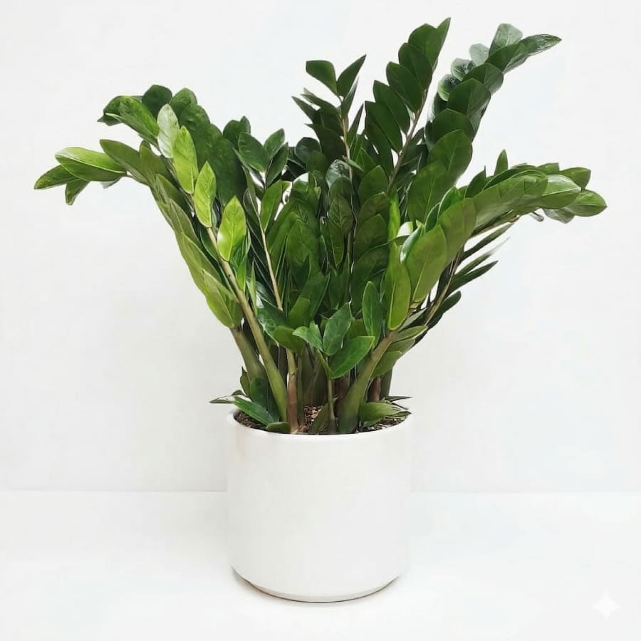 Money tree (Standard(S) )