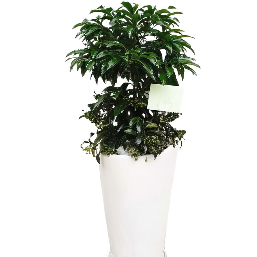 Ardisia japonica (Standard(S) )