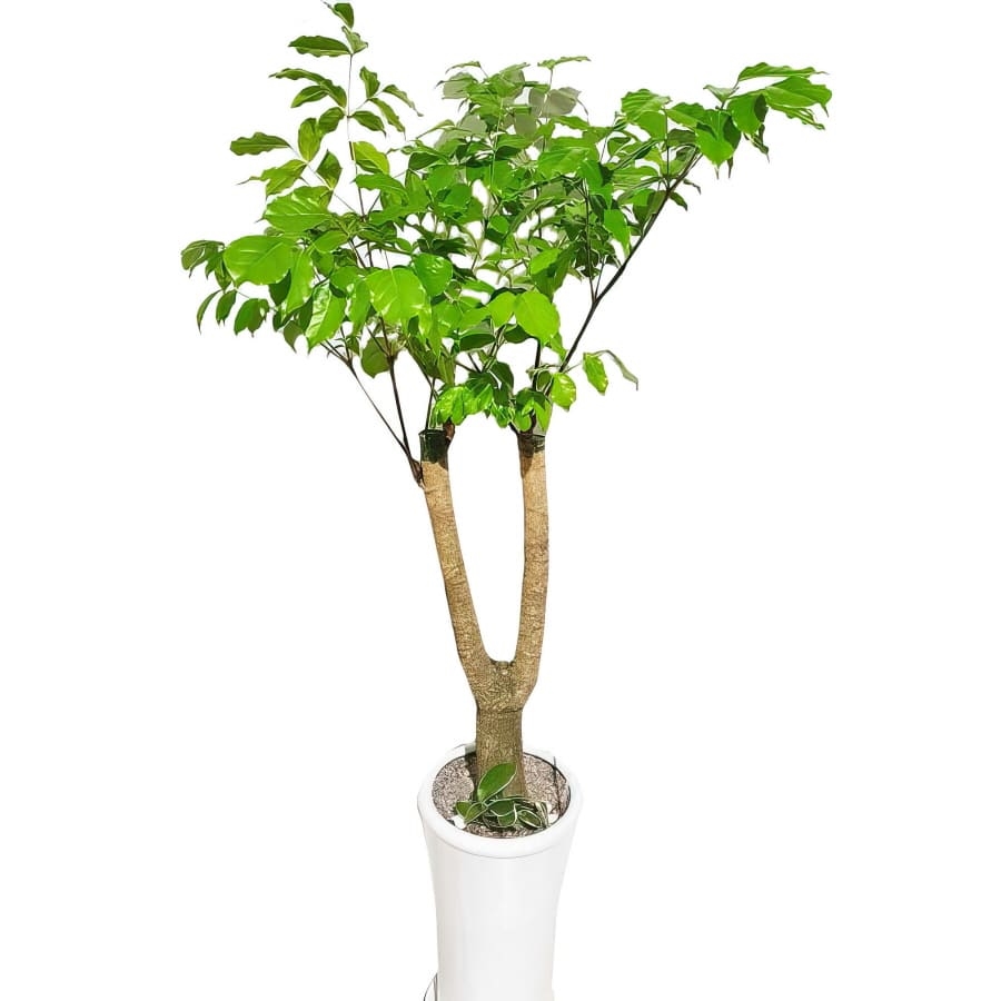 Happy Tree (Standard(S) )