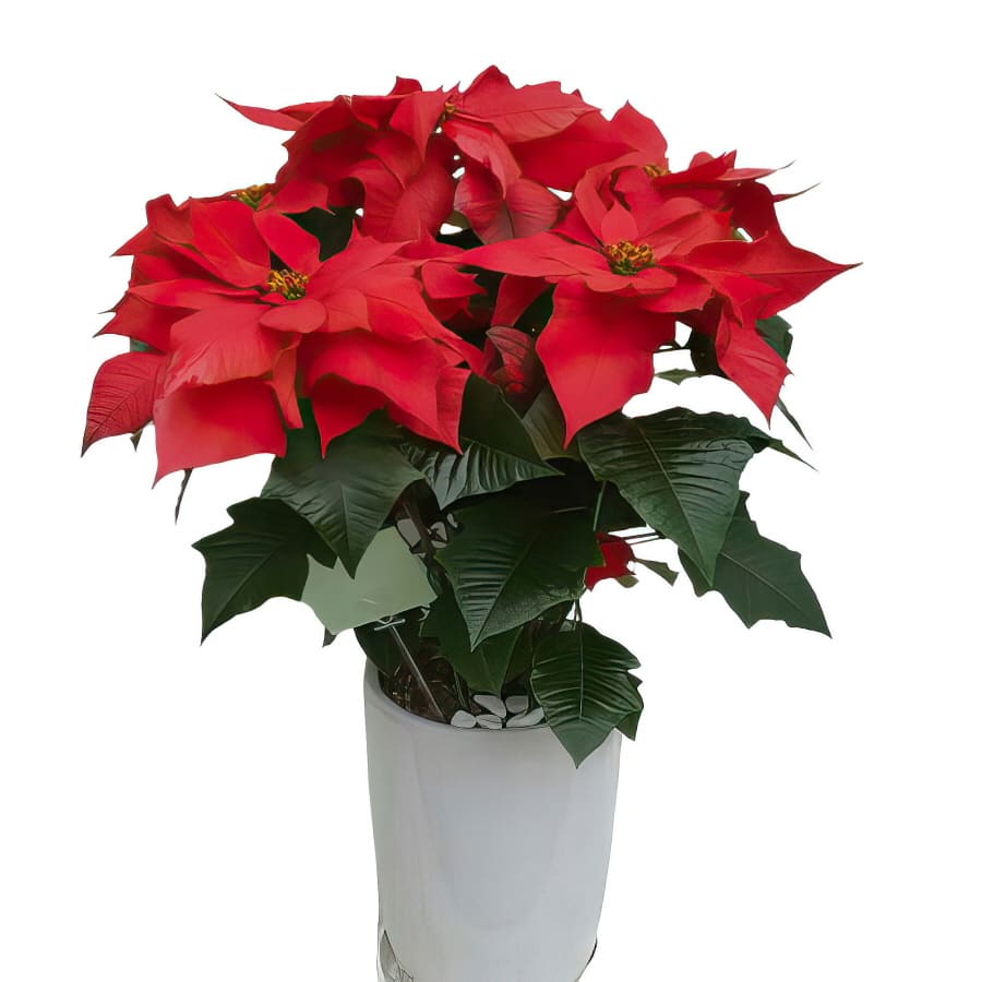 Poinsettia (Premium(L))