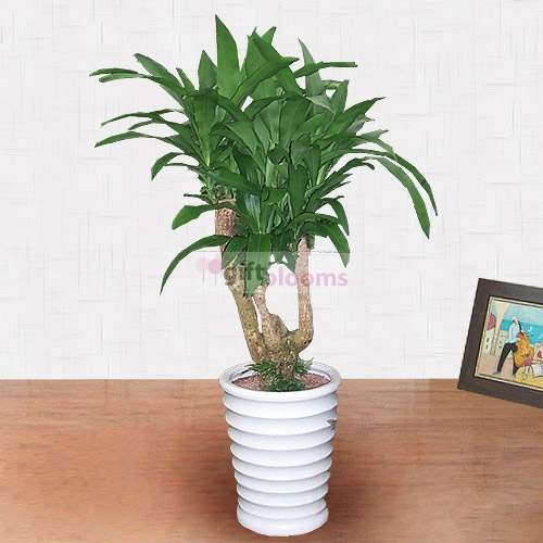 Lucky Tree (Small)