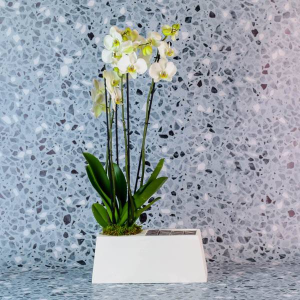 White Orchid 1