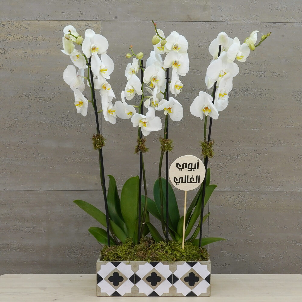 White Orchid