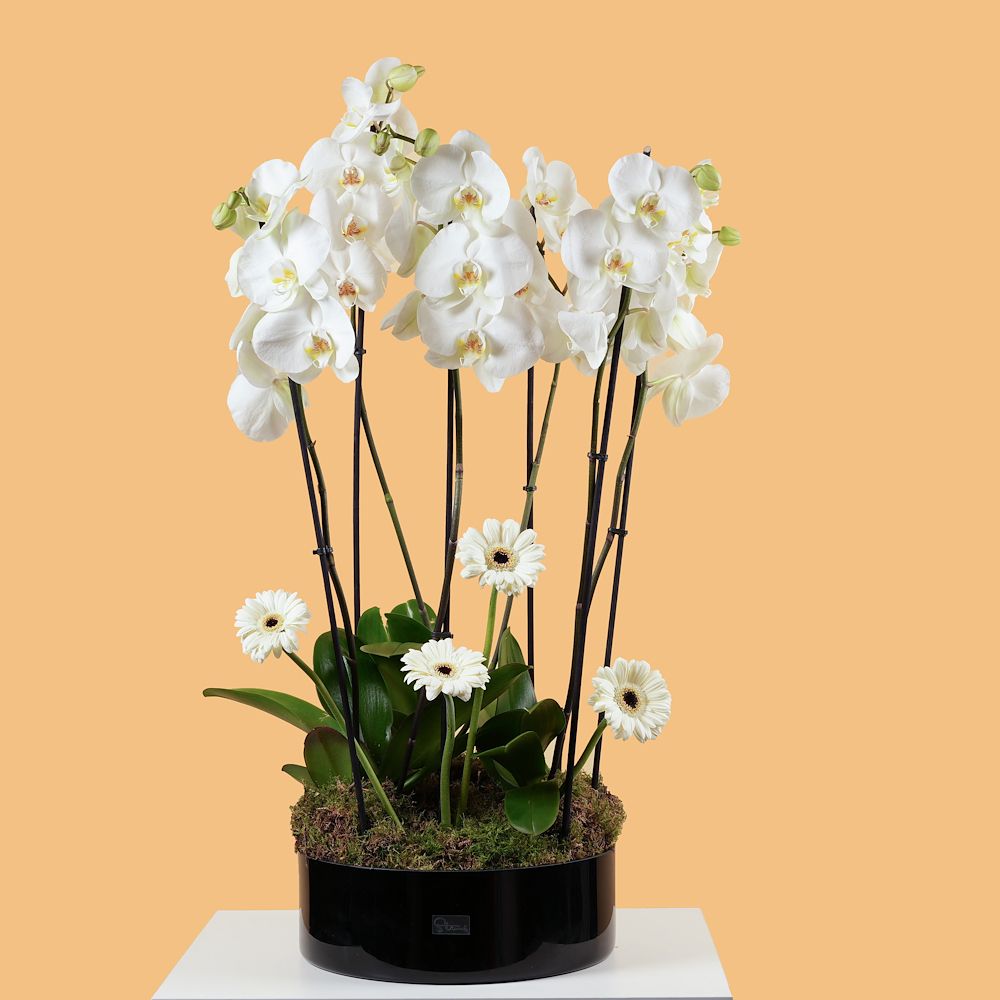 White Aura 2