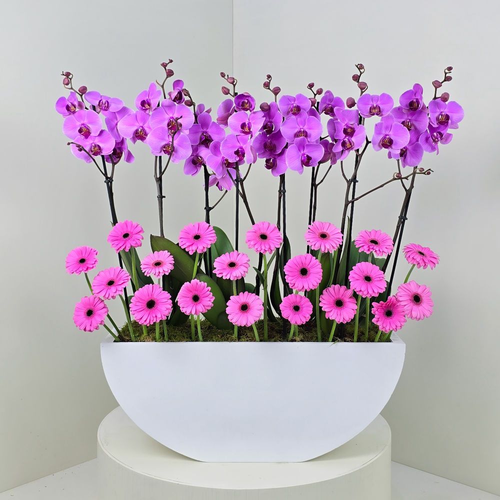 Gerbera