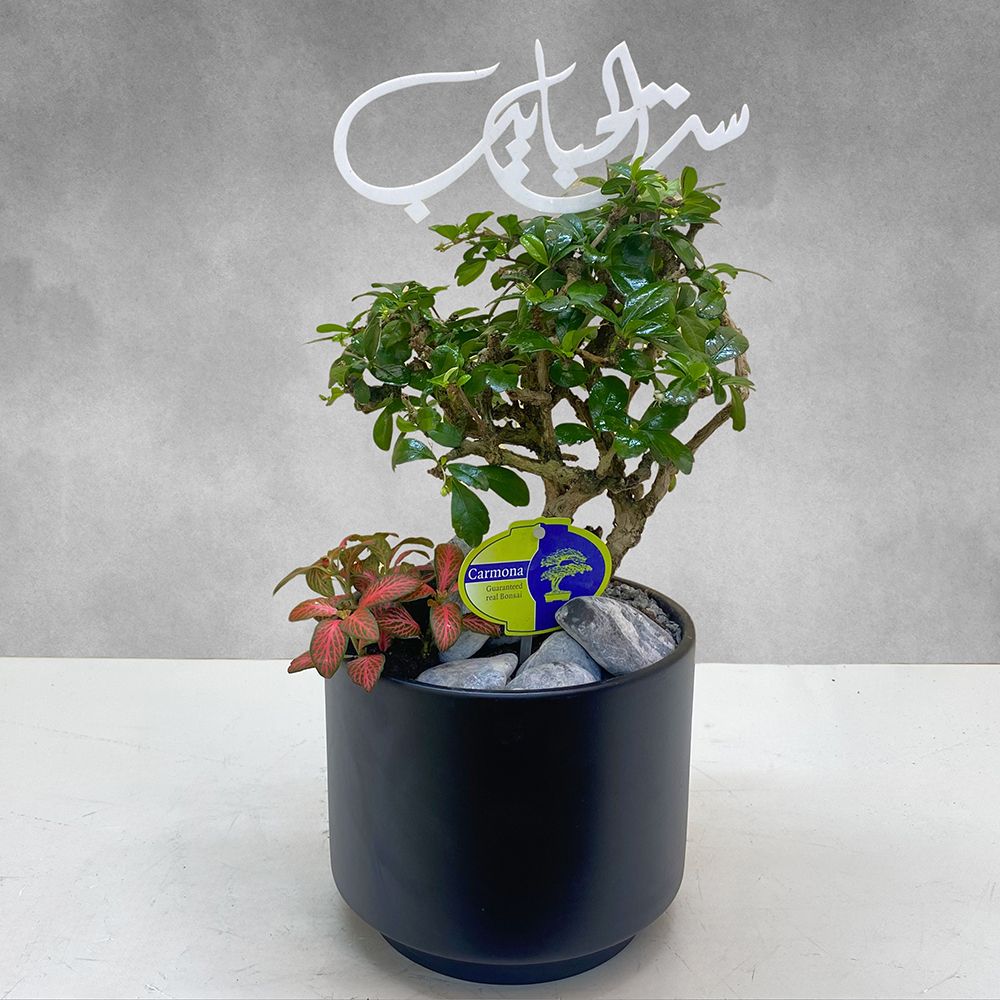 Bonsai Carmona & Fitonia