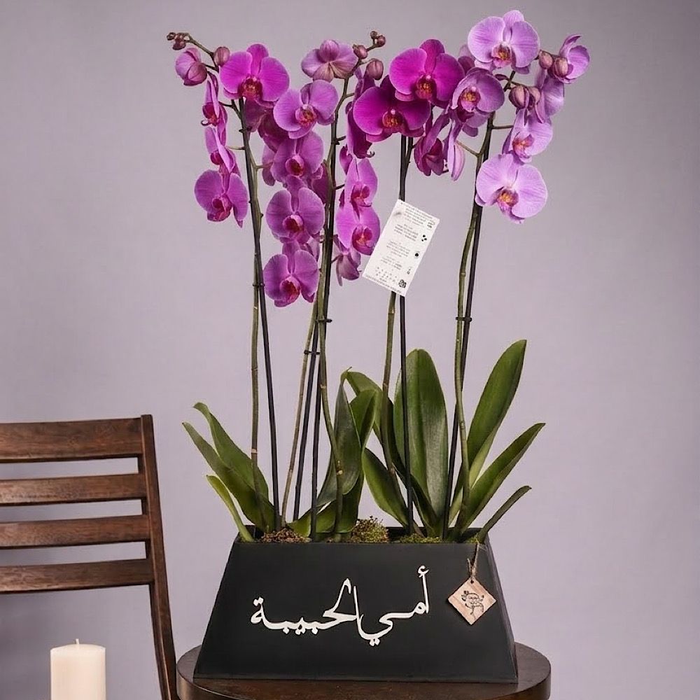 Omii Alhabiba Orchid 2