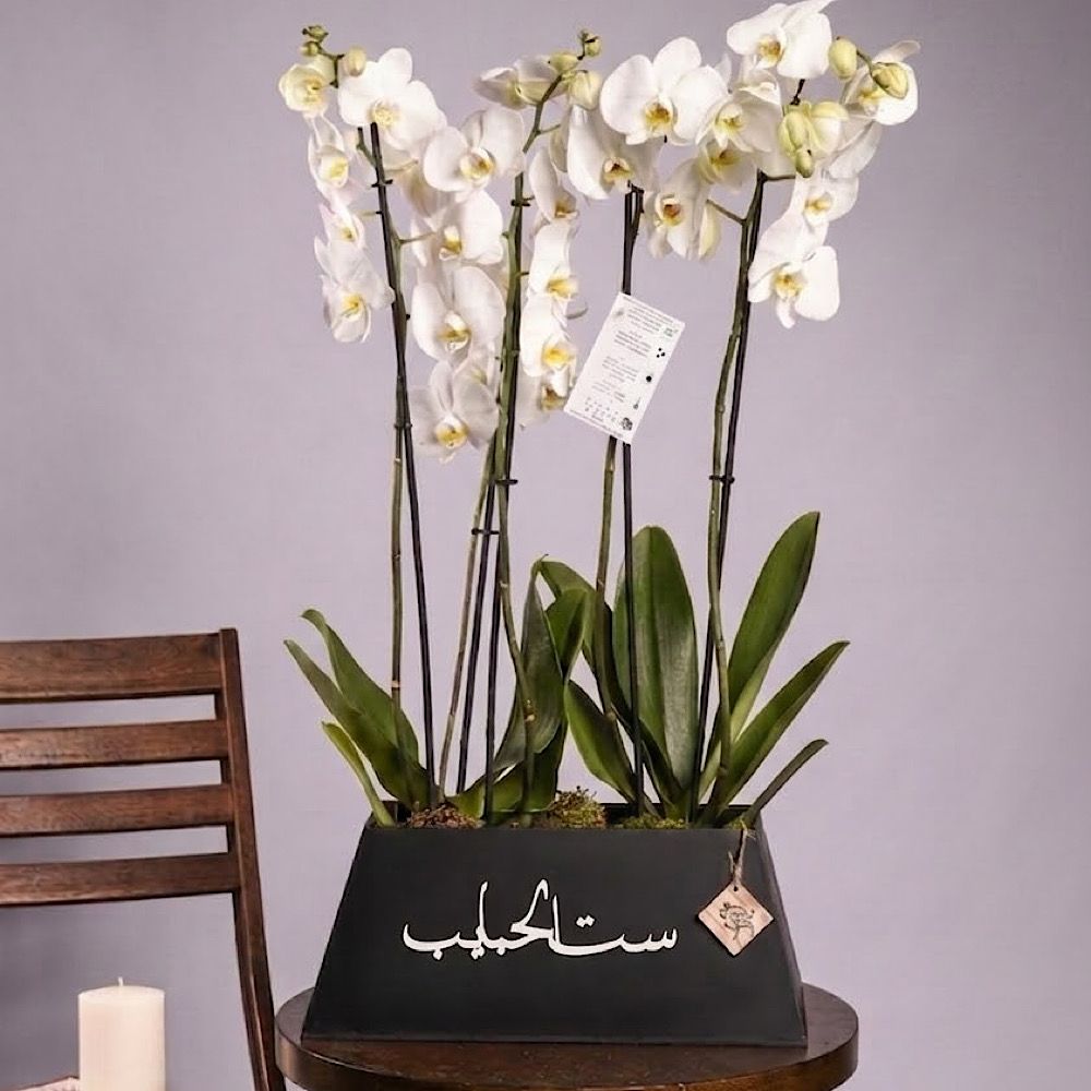Set Alhabaib Orchid