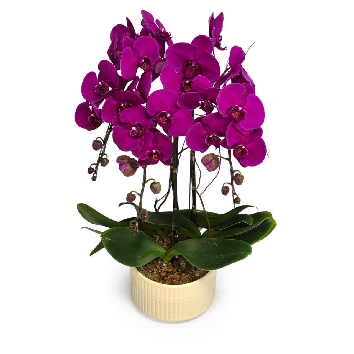 Purple Phalaenopsis