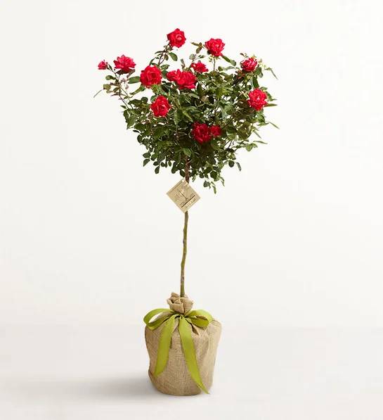 Knockout Rose Topiary (Rose Topiary)