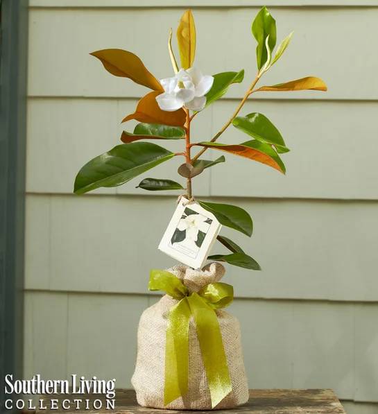 Magnolia Tree (Small)