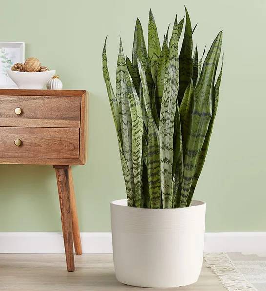 Snake Floor Plant (Floor Plant (Large) with Sandstone Planter)