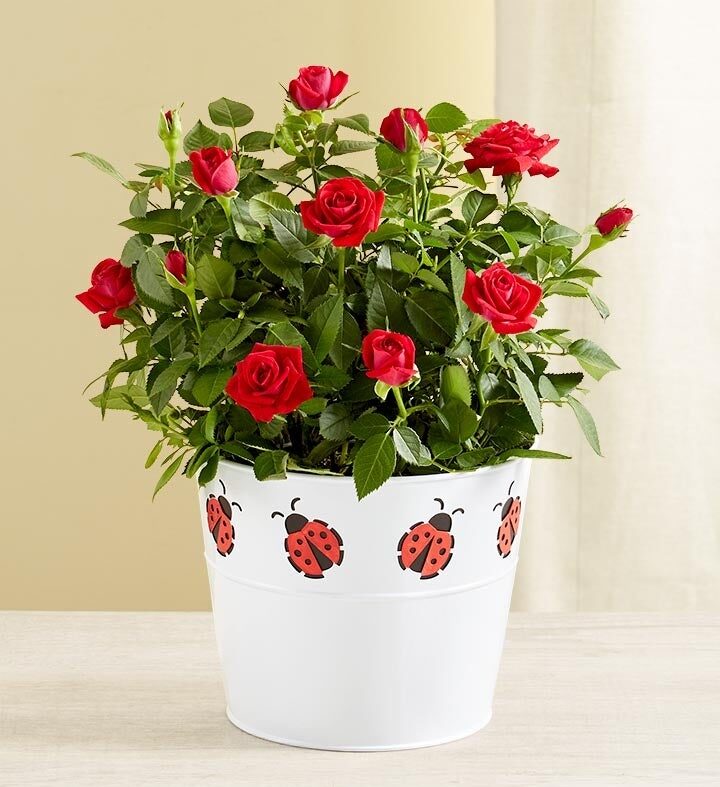 Lucky Ladybug Red Rose (Small)
