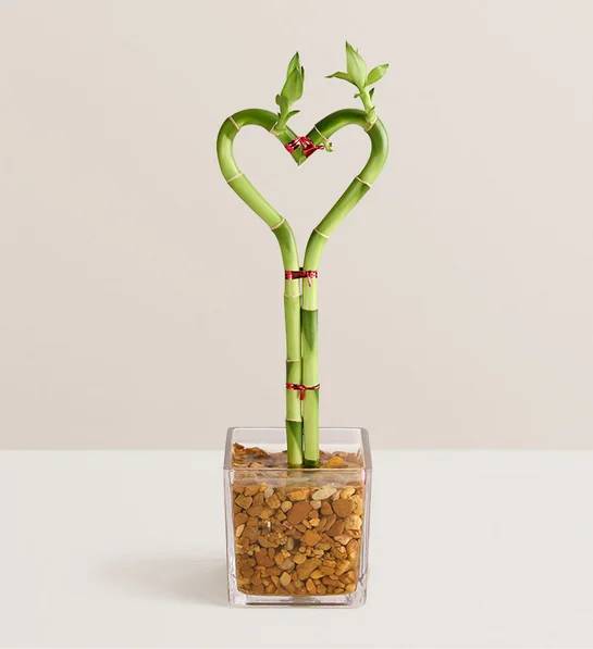 Sweetheart Bamboo for Mother’s Day (Triple)