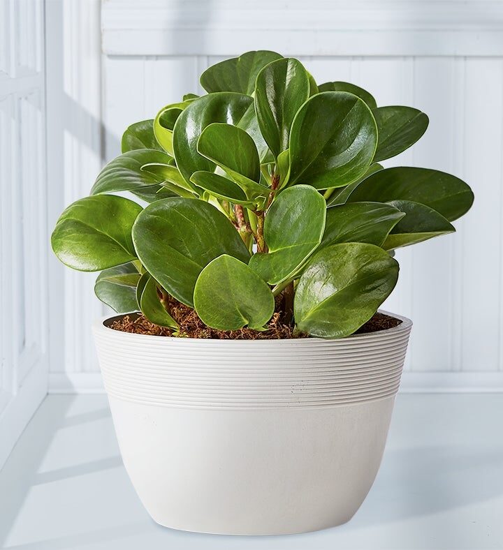 Baby Rubber Plant (Shelf Size Plant (Small) with Sandstone Planter)