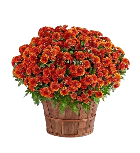 Autumn Outdoor Mum