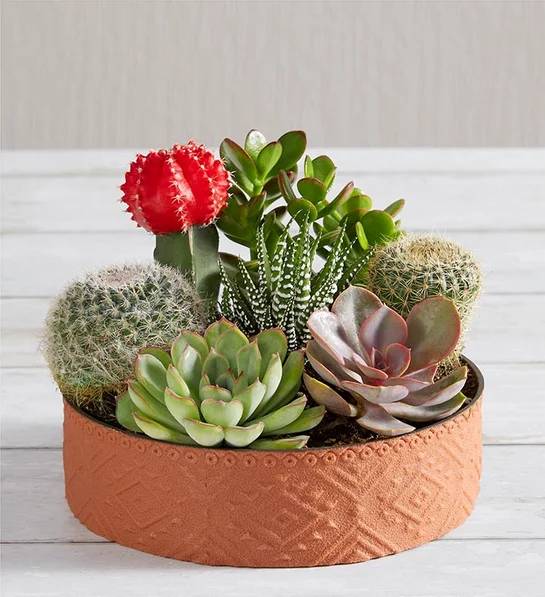 Cactus Dish Garden (Cactus Dish Garden)