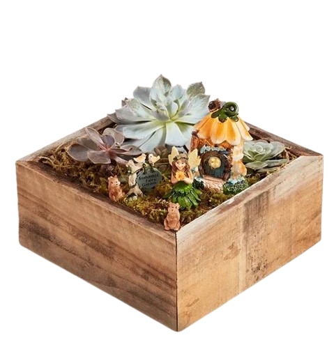 Enchanted Fairy Succulent Garden