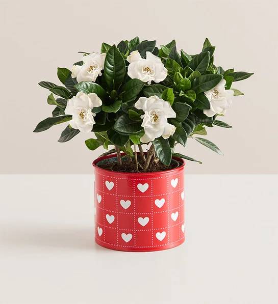 Hearts in Bloom Gardenia (Gardenia)