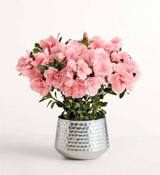 Pretty Pink Azalea (Small)