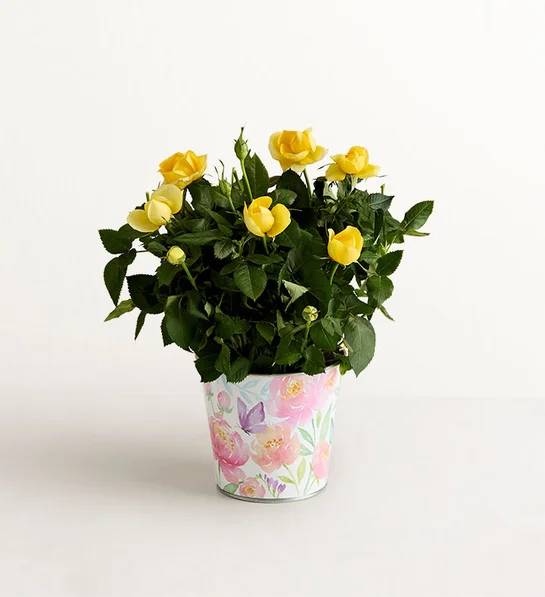 Mother's Day Rose Plant (Small)