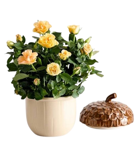Autumn Acorn Rose