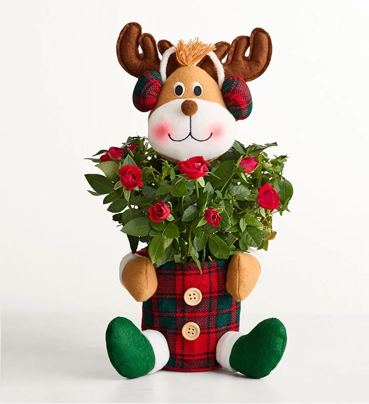 Red Rose Reindeer- Chocolate