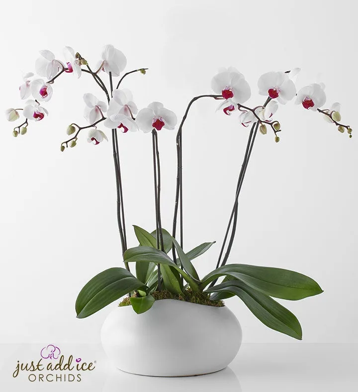 Simply Elegant Orchid Garden