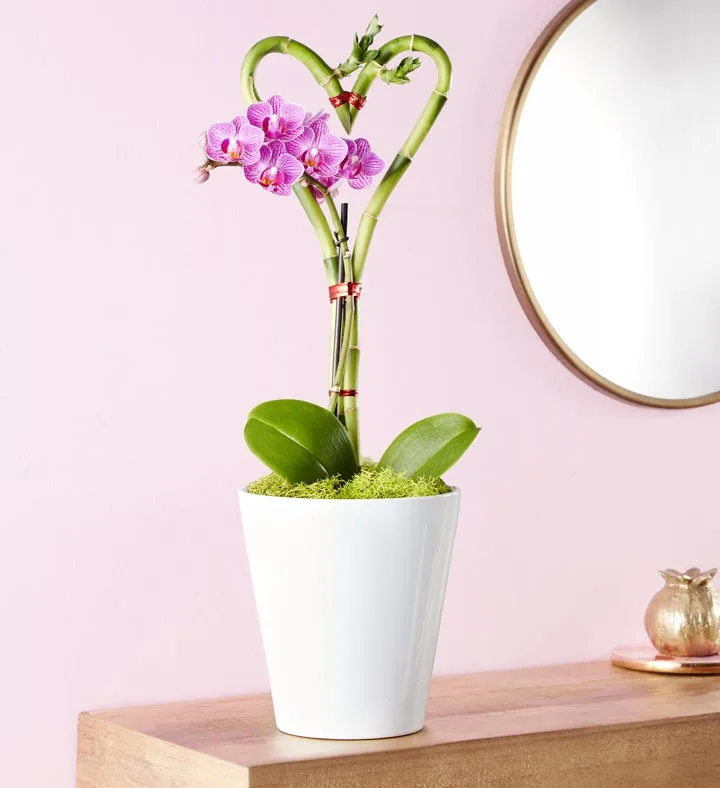 Sweetheart Bamboo and Orchid Garden with Chocolate