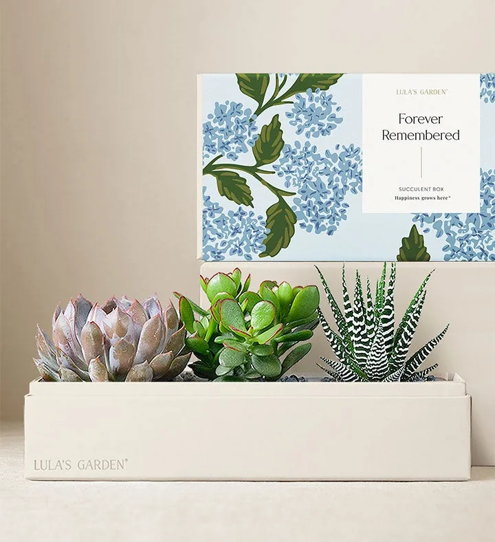 In Loving Memory Succulents by Lula's Garden