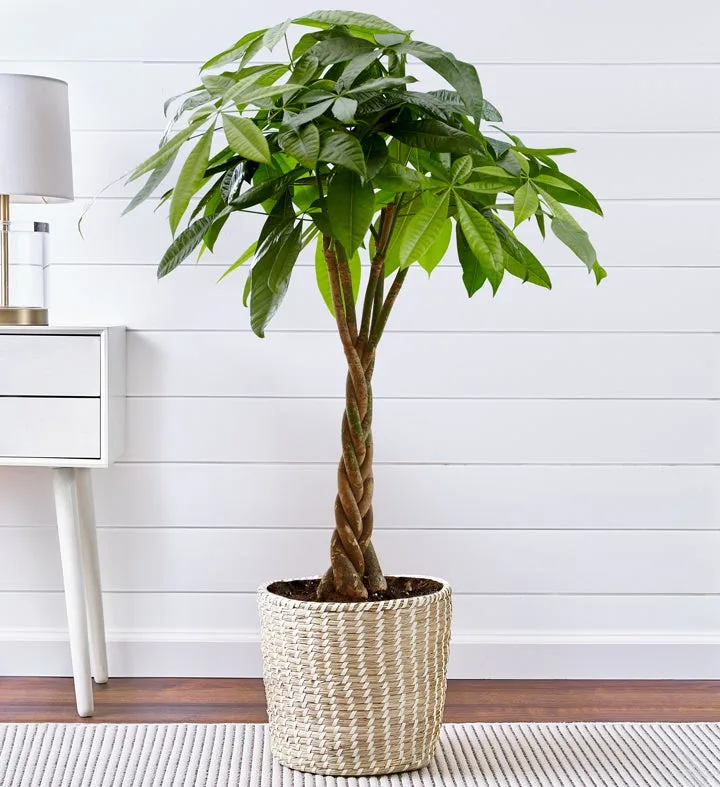 Money Tree Floor Plant