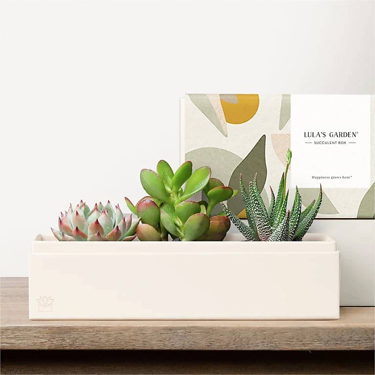 Lula's Garden - Deluxe Gardens (Jewel Garden)
