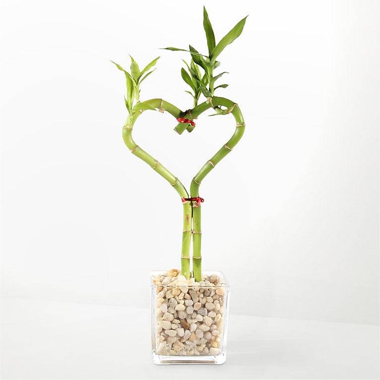 Love Knot Bamboo