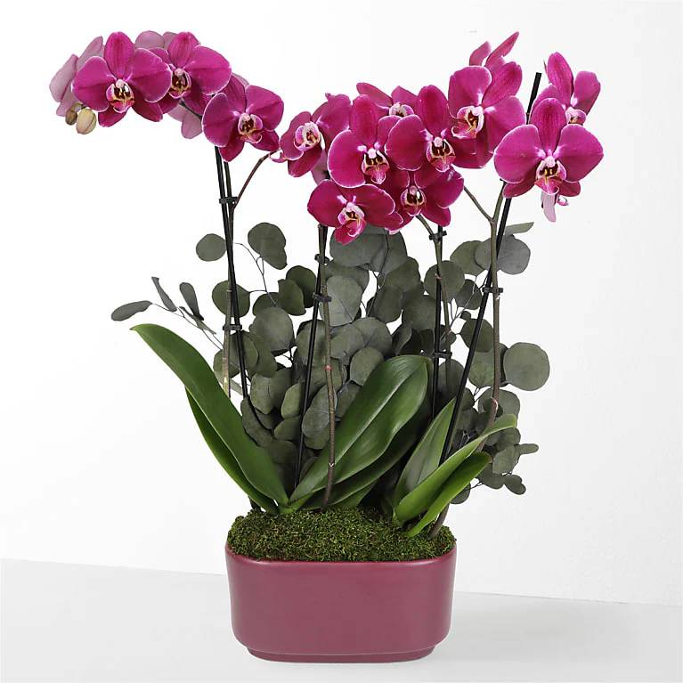 Enchanting Purple Orchid