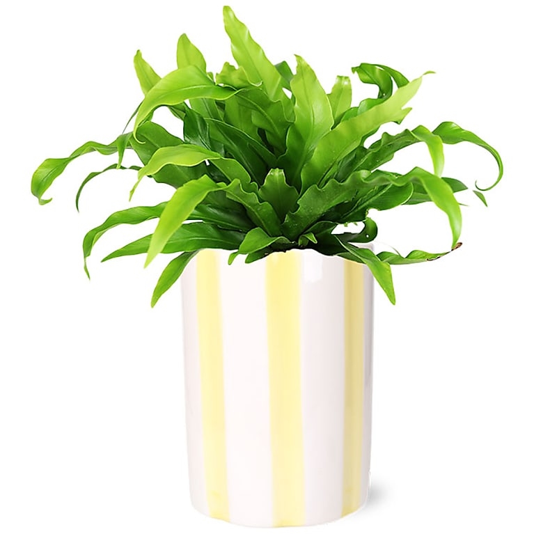 Leafy Bird's Nest Fern
