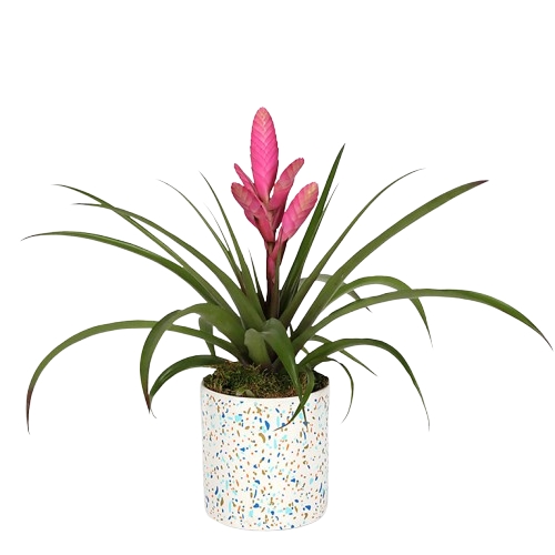 Stunning Pink Bromeliad