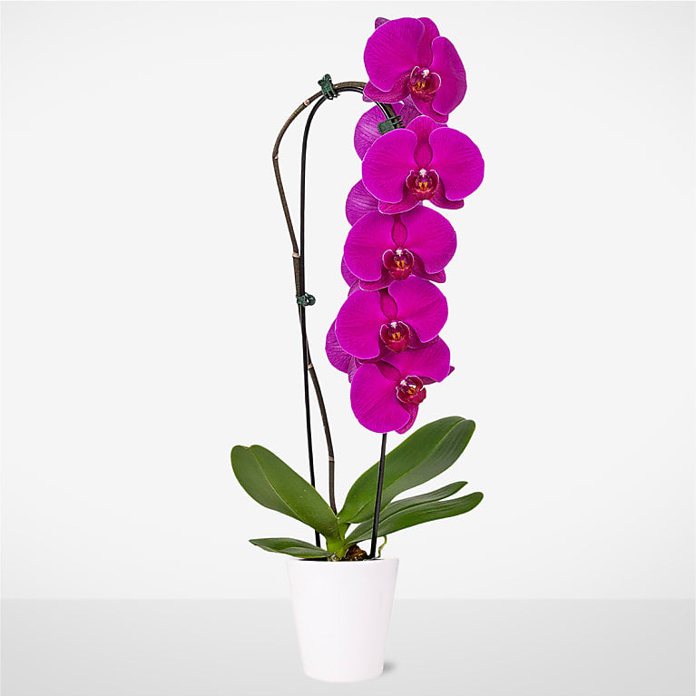 Purple Waterfall Orchid