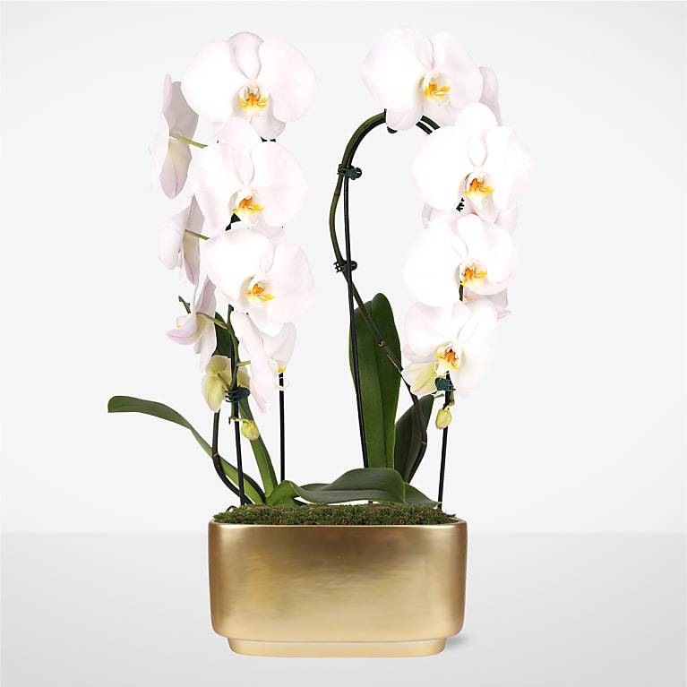 White Waterfall Orchid Garden