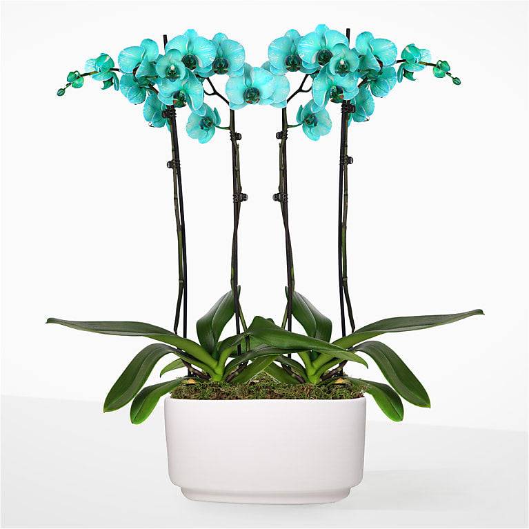 Tuquoise Oasis Orchid Garden