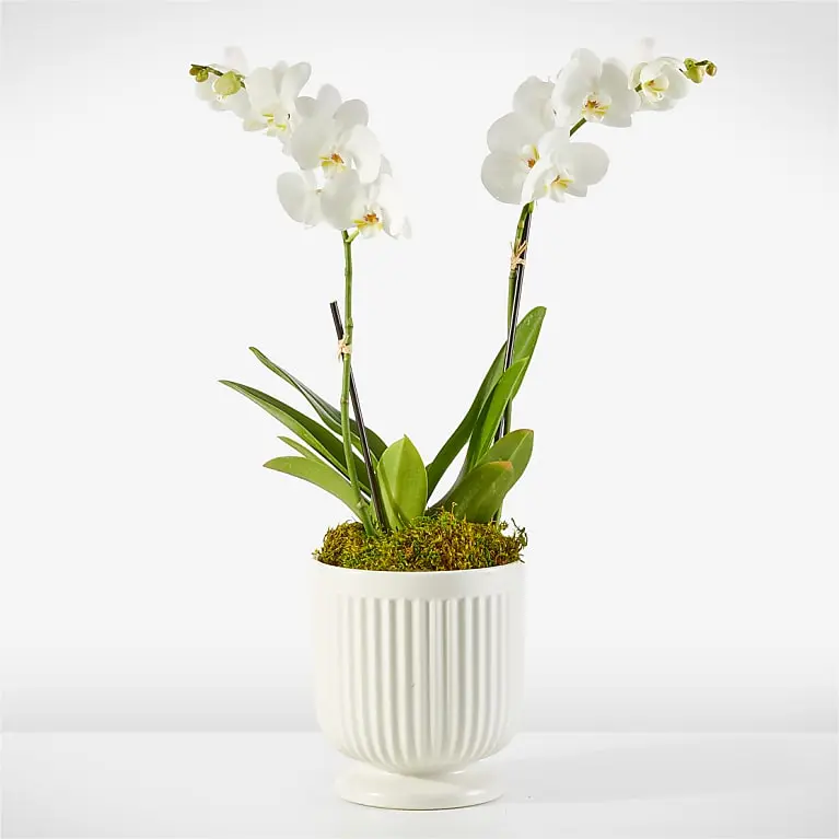 Whispering White Orchid