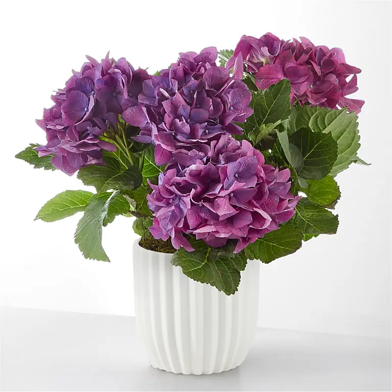 Pretty Purple Hydrangea